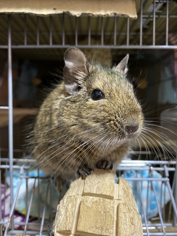 デグー アグーチ：Small Animal Life｜うさぎ・ハムスターなど小動物