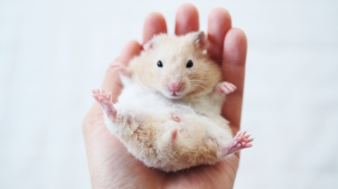 ゴールデンハムスター シュタイフ ヴィンテージ オールID's 手のひら