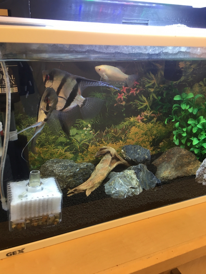 でかい 熱帯魚 エンゼルフィッシュハニーグラミー アクアリウム自慢 金魚 メダカ 熱帯魚用品のジェックス