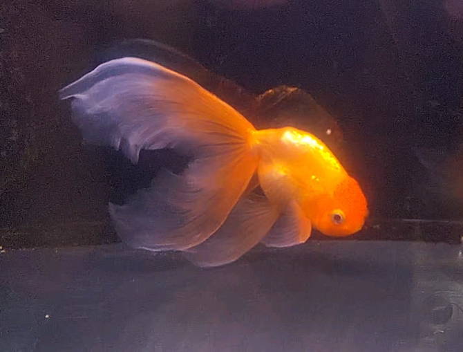 津軽錦（金魚 津軽錦）アクアリウム自慢 | 金魚・メダカ・熱帯魚用品の