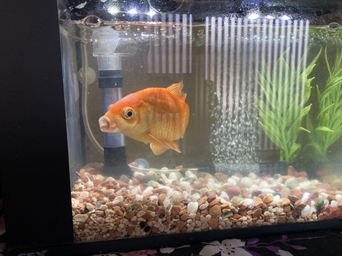 変顔の金魚 金魚 和金 アクアリウム自慢 金魚 メダカ 熱帯魚用品のジェックス