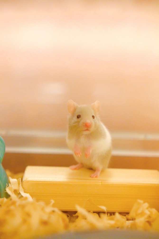 ハムスター ゴールデン：Small Animal Life｜うさぎ・ハムスターなど
