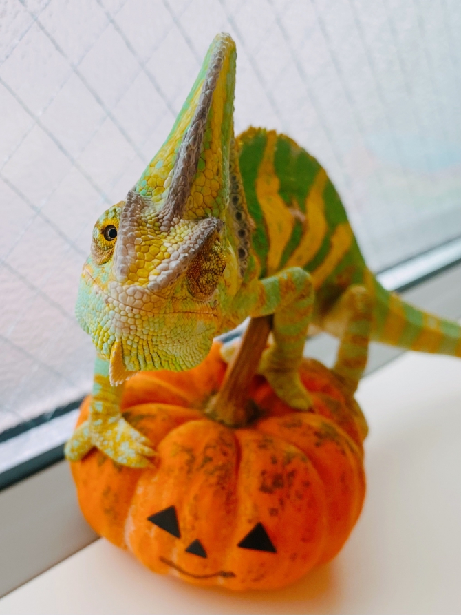 ハッピーハロウィン♡（エボシカメレオン）Reptiles Life みんなの