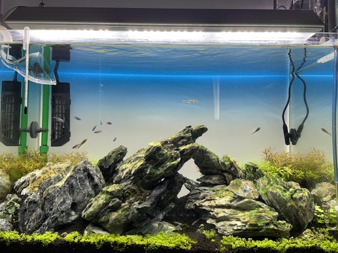 龍王石 水草レイアウト 熱帯魚 ﾌﾞﾙｰﾀﾞｲﾔﾓﾝﾄﾞﾃﾄﾗ コケ取り生体 アクアリウム自慢 金魚 メダカ 熱帯魚用品のジェックス
