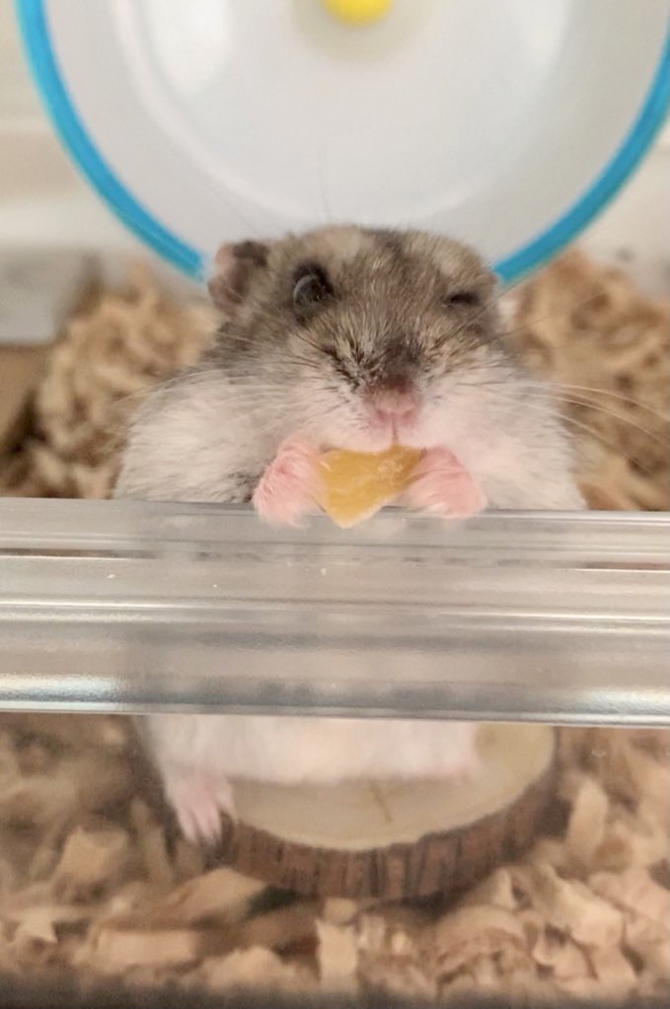 ウィンク ハムスター ジャンガリアン Small Animal Life うさぎ ハムスターなど小動物用品のジェックス