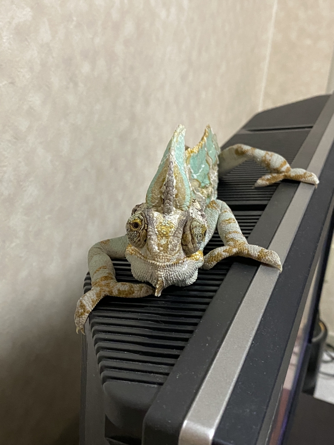 えへっ