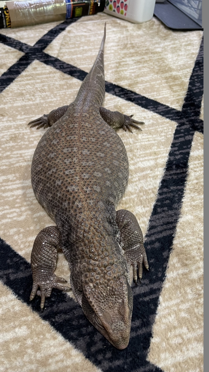 だらけてる