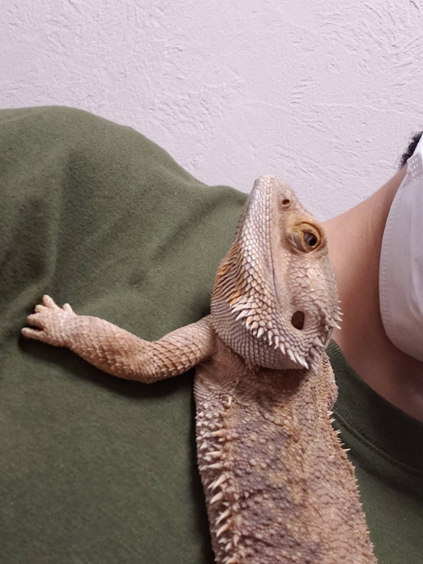 お姉ちゃん大好き