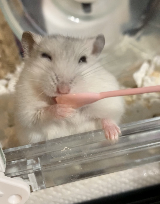 おくすりのめたよ ハムスター ジャンガリアン Small Animal Life うさぎ ハムスターなど小動物用品のジェックス