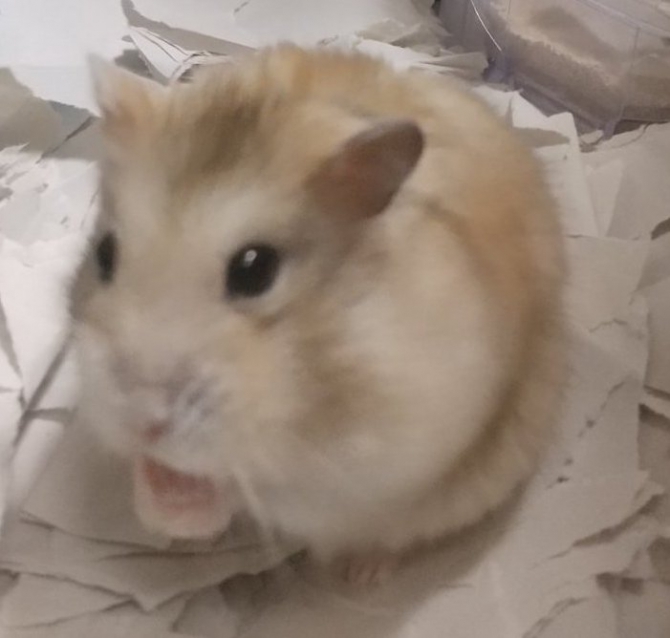 日本初の日本初のマルカン サクサク！ かじりんご お徳用 １５ｇ×３袋 関東当日便 小動物用品
