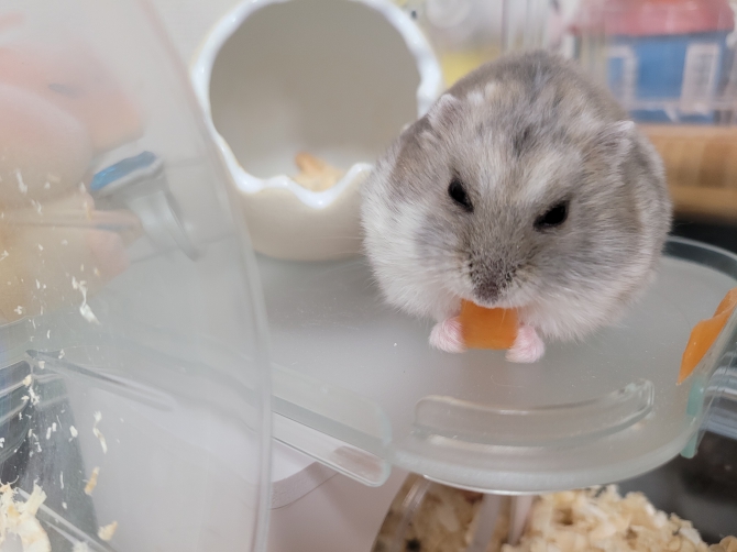 もぐもぐぱむこ ハムスター ジャンガリアン Small Animal Life うさぎ ハムスターなど小動物用品のジェックス