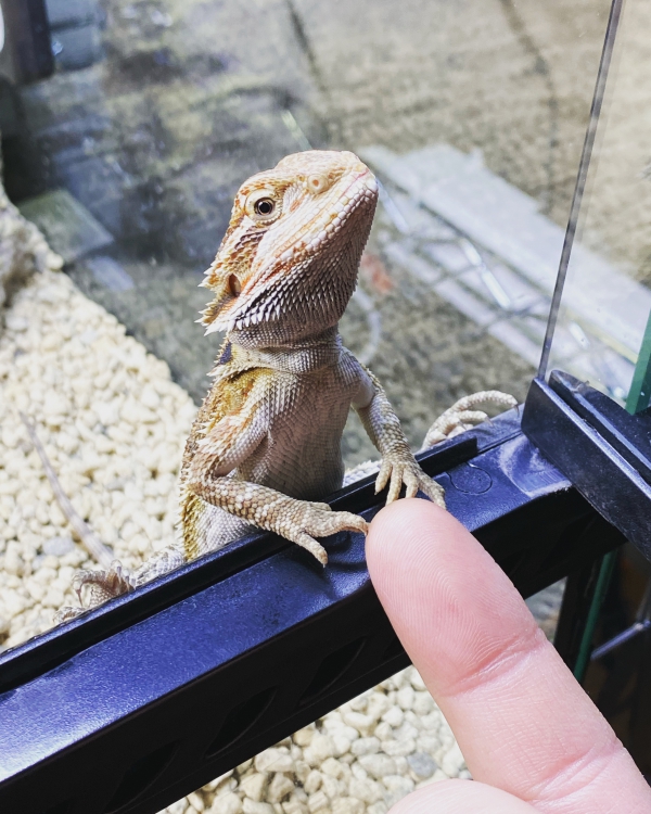 お手ができるフトアゴヒゲトカゲです
