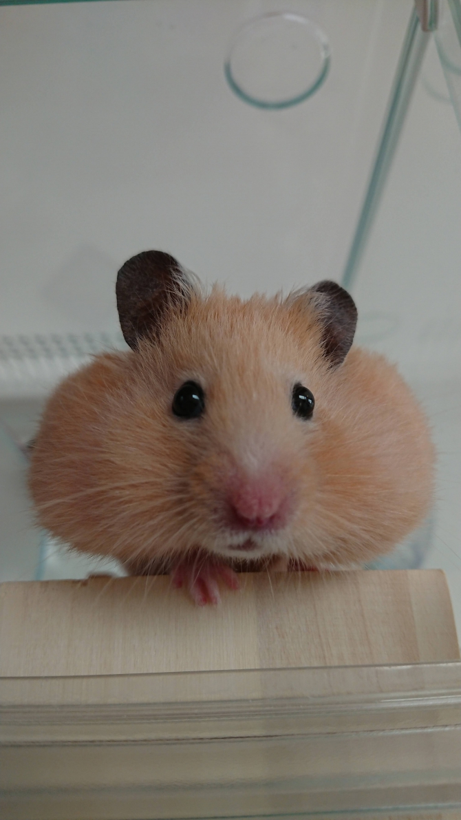 ハムスター その他・わからない：Small Animal Life｜うさぎ・ハムスターなど小動物用品のジェックス