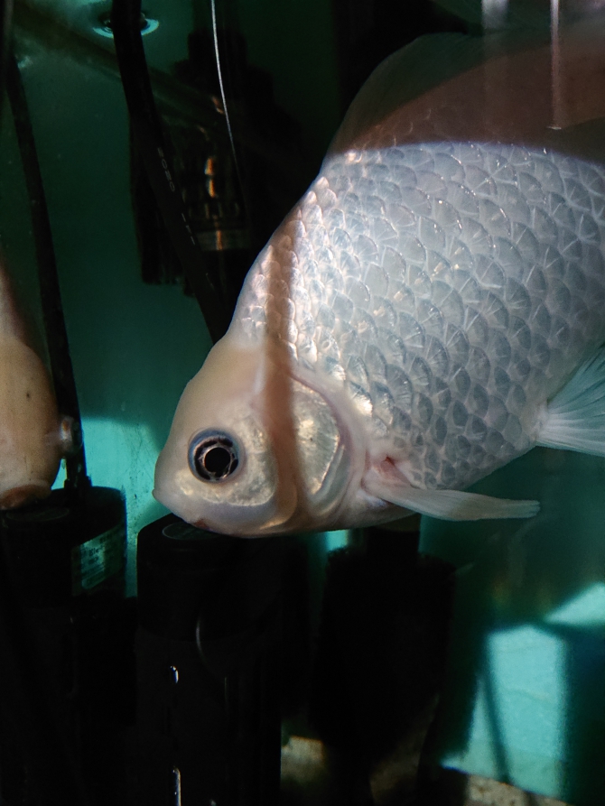 アクアリウム自慢：アーカイブ | 金魚・メダカ・熱帯魚用品の