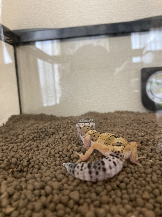 あれ?