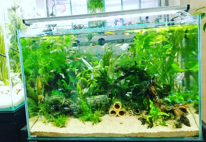 アクアリウム情報 金魚 メダカ 熱帯魚用品のジェックス
