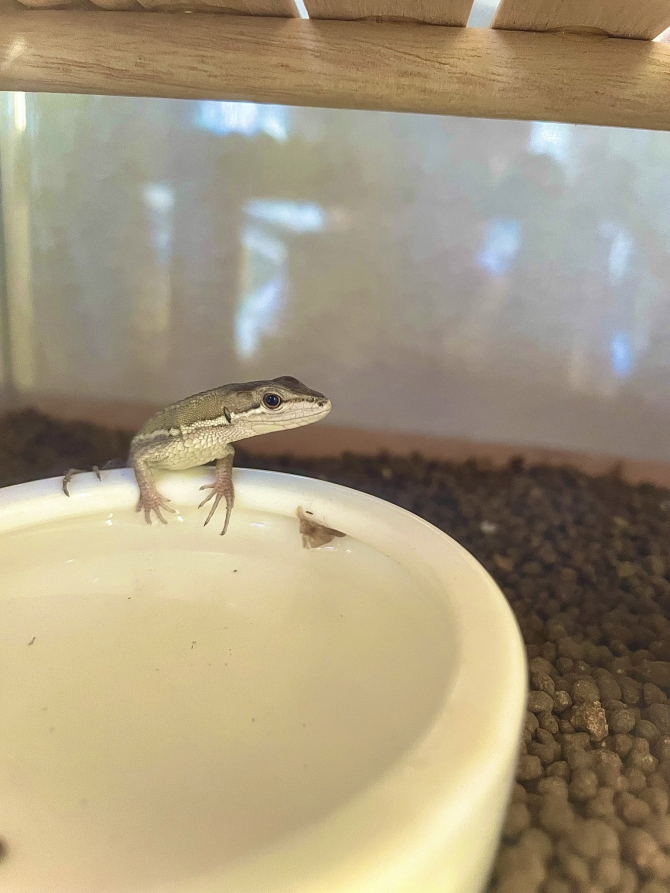 ドヤァ