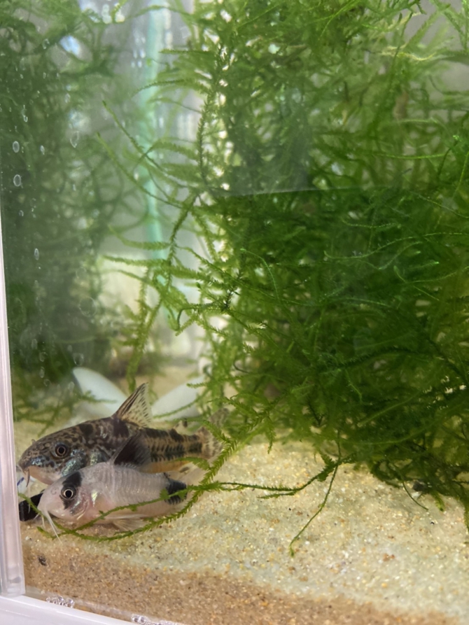 仲良しか 笑 メダカ コリドラス アクアリウム自慢 金魚 メダカ 熱帯魚用品のジェックス