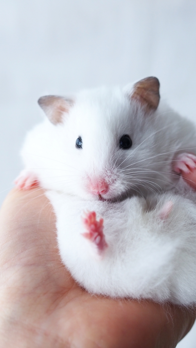 まっしろ ハムスター ゴールデン Small Animal Life うさぎ ハムスターなど小動物用品のジェックス