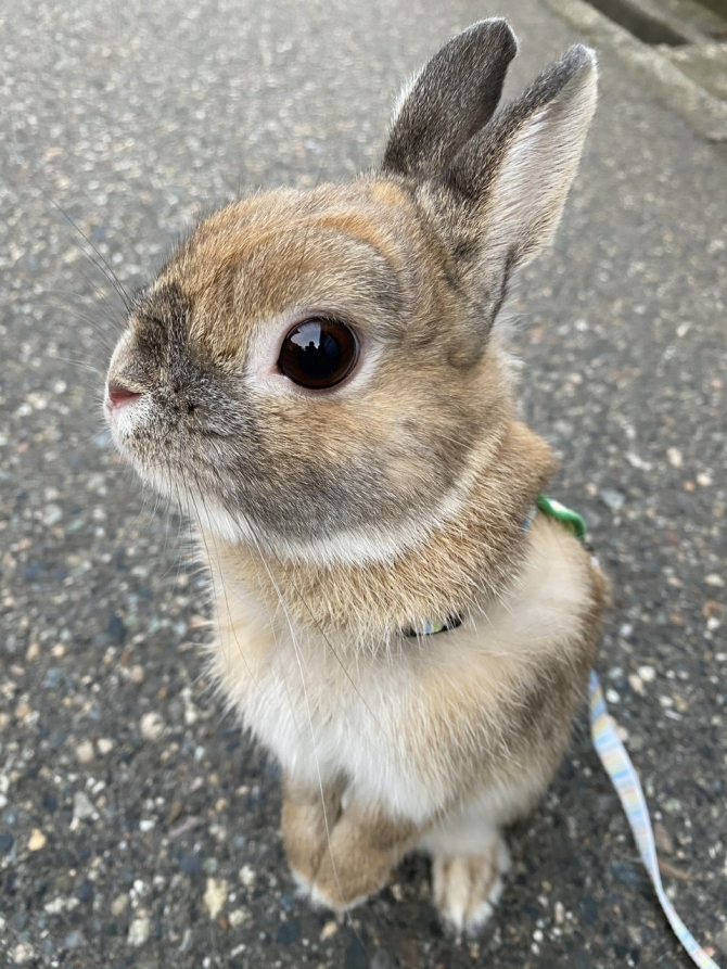 うさんぽ(うさぎ:ネザーランドドワーフ)Small Animal Life|うさぎ・ハムスターなど小動物用品のジェックス うさんぽ(うさぎ:ネザーランドドワーフ)Small Animal Life|うさぎ・ハムスターなど小動物用品のジェックス