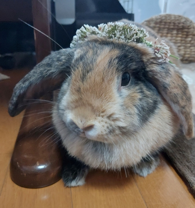 花冠 うさぎ ホーランドロップ Small Animal Life うさぎ ハムスターなど小動物用品のジェックス