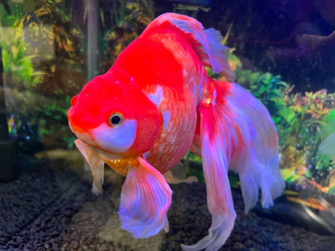 我が家の金魚（金魚 琉金）アクアリウム自慢 | 金魚・メダカ・熱帯魚