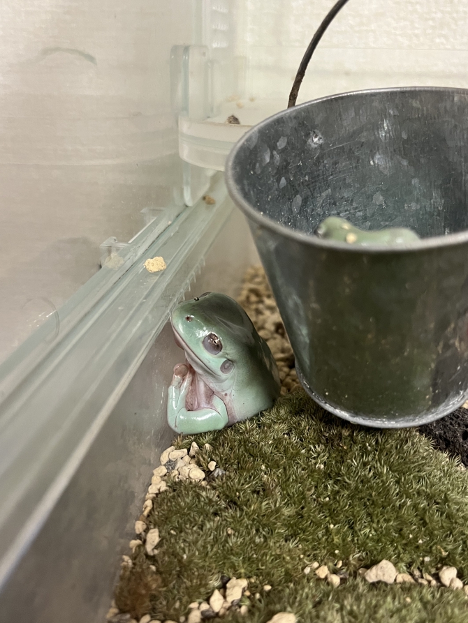 生えるカエル？
