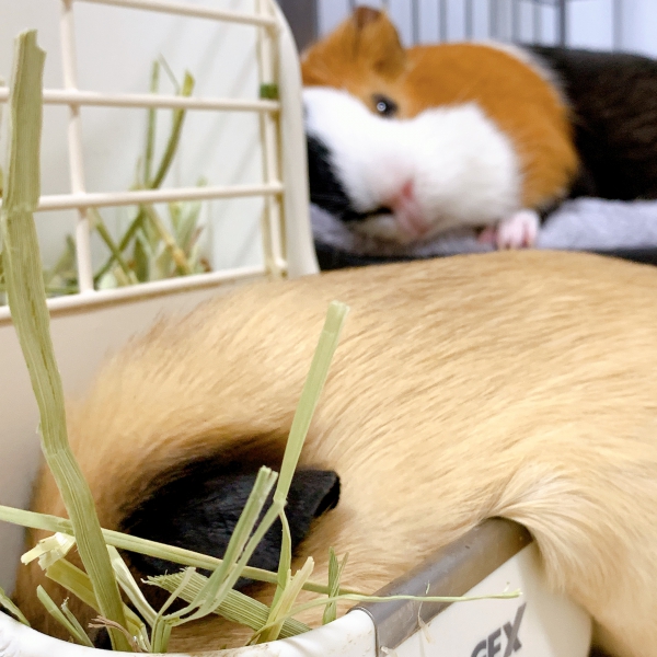 ココちゃん　ラテちゃん