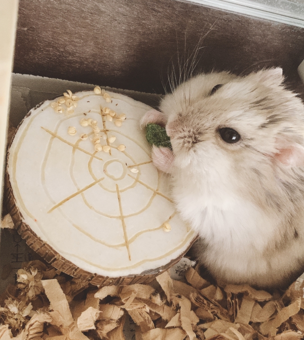 テーブルでお食事 ハムスター ジャンガリアン Small Animal Life うさぎ ハムスターなど小動物用品のジェックス