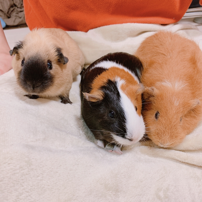 ラテちゃん　ココちゃん　くるみちゃん