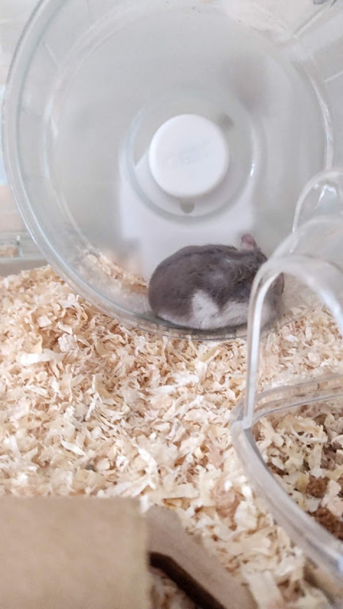 回し車 ひんやりしてる ハムスター ジャンガリアン Small Animal Life うさぎ ハムスターなど小動物用品のジェックス