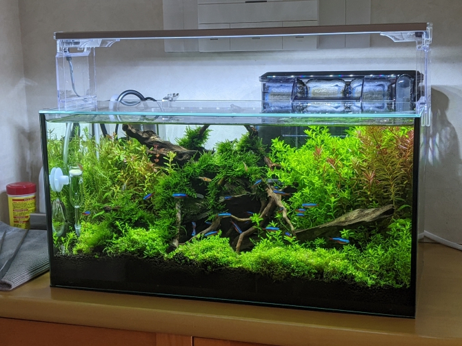 【受注生産】アクアリウム ネイチャーアクアリウム（熱帯魚 カージナルテトラ ラスボラ タイガー