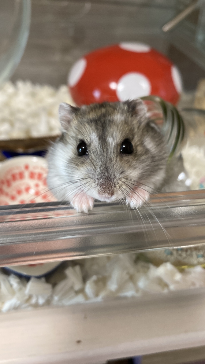 おはよう（ハムスター：ジャンガリアン）Small Animal Life｜うさぎ