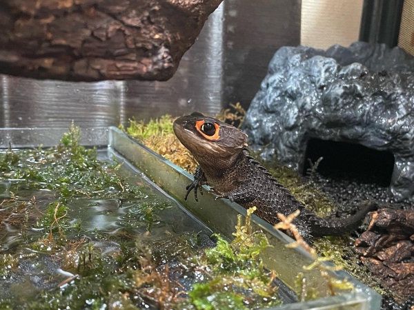 ちょこん！