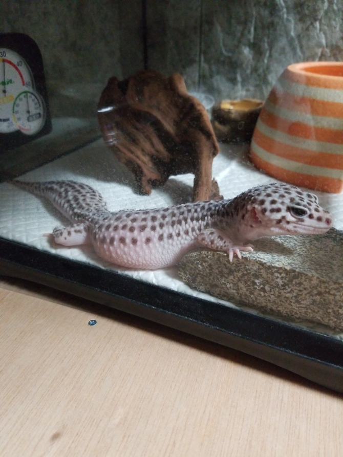 おやじ化