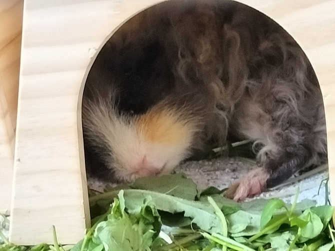 百么守（ももも）