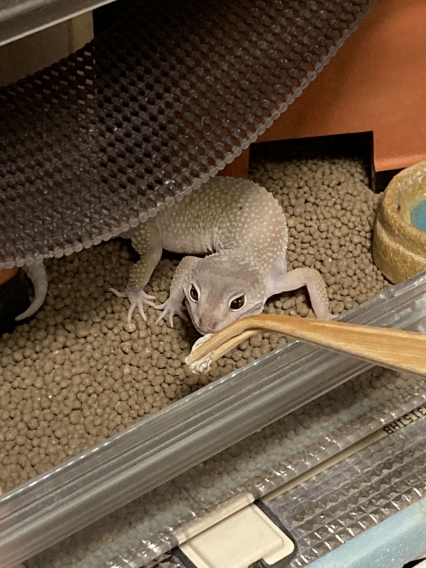 ごはん大好き