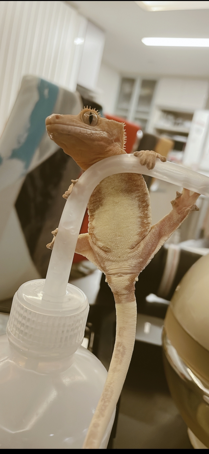 (゜Д゜)ｱｯ    やばぁっ。