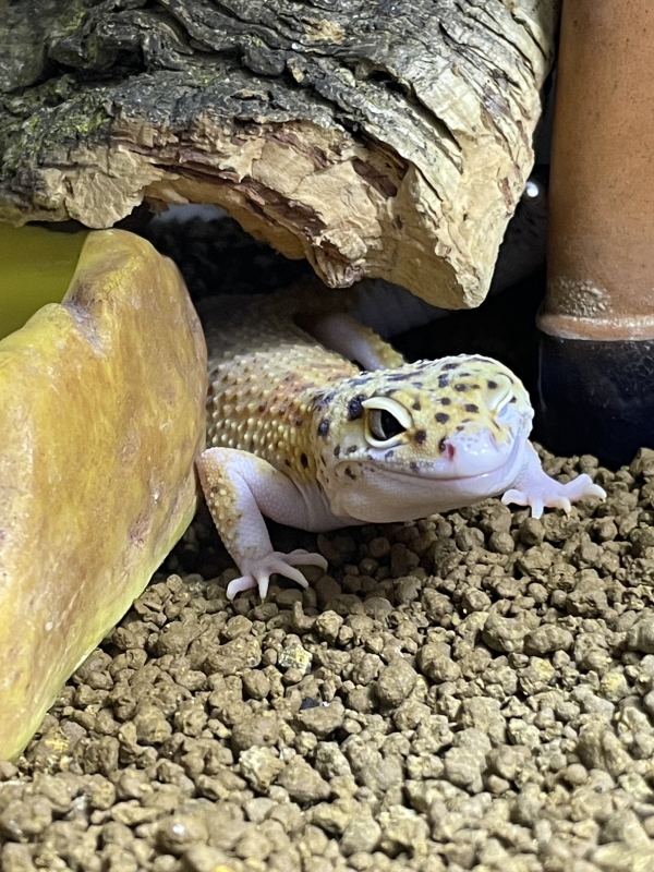 可愛いウインク
