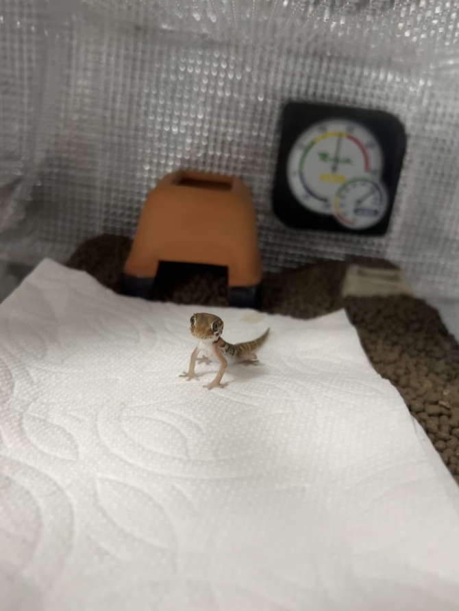 おすわり！待て！
