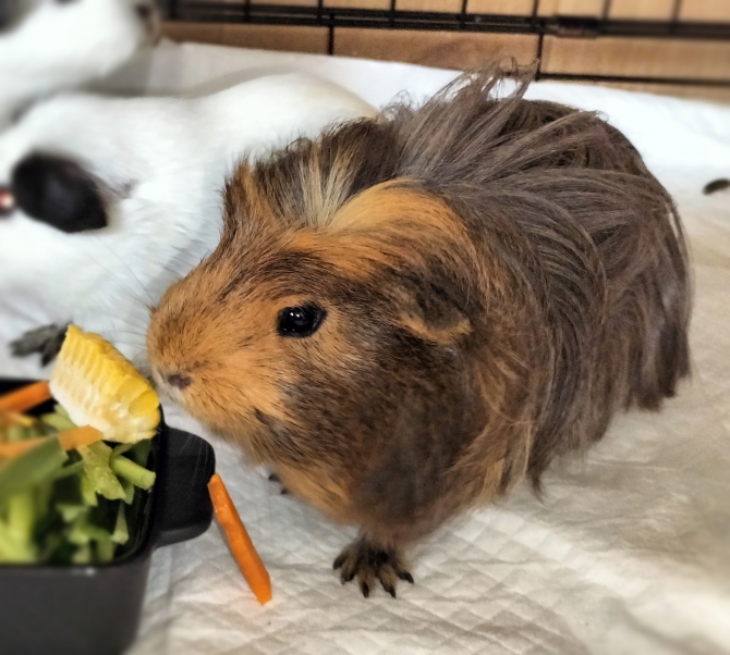 厽々瑠（るるる）