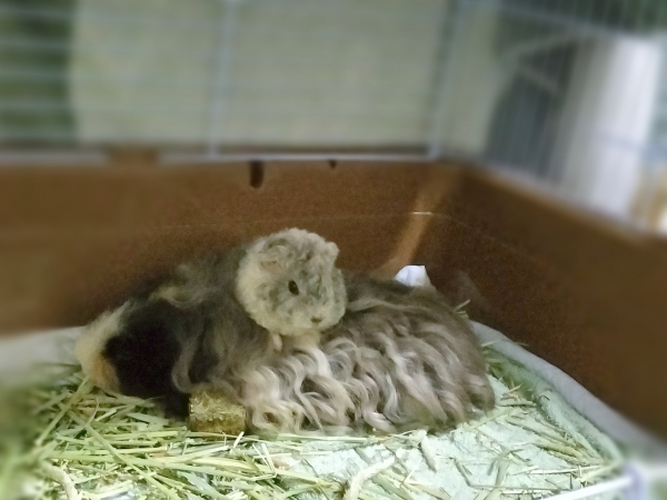 芏々存（ととと）