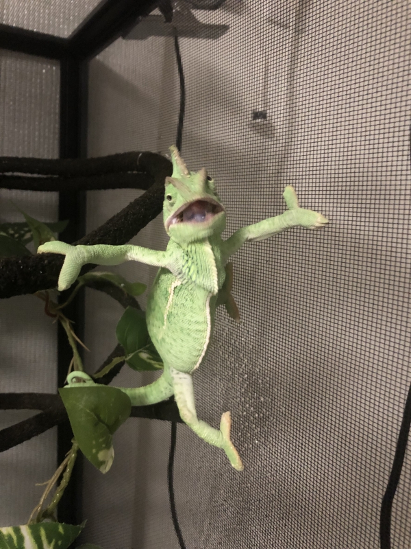 おりゃー！