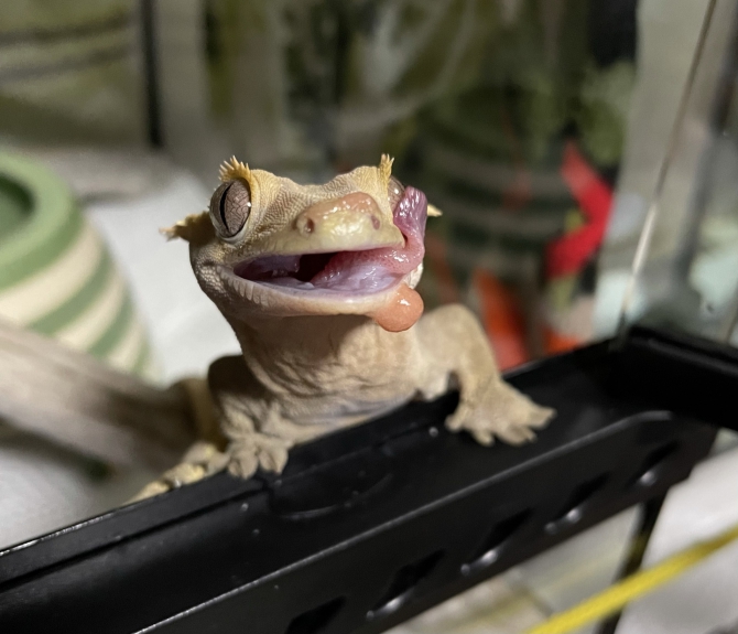 妖怪べろんべろんヤモリ