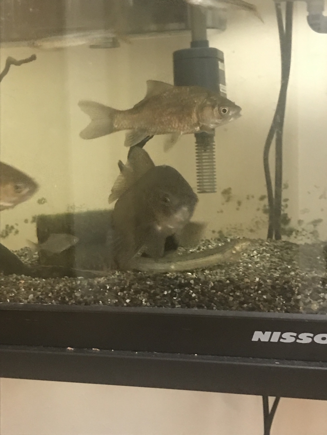 2匹仲良し〜(o^^o)（川魚 フナ）アクアリウム自慢 | 金魚・メダカ