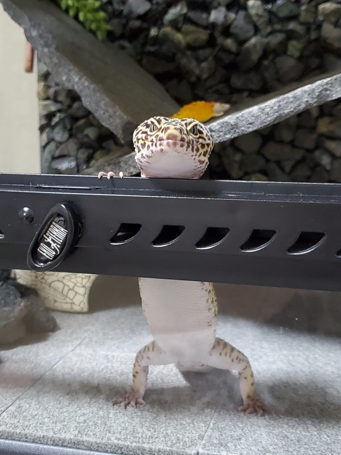 外に出ます