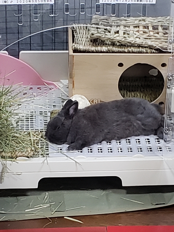一部予約！】 ジェックス こだわりの飼育8点セット ケージ 小動物 うさぎ ウサギ アクリル 透明 見やすい フラット 簡単手入れ スターター お得  食器 チモシー 餌 送料無料 一部地域除く fucoa.cl