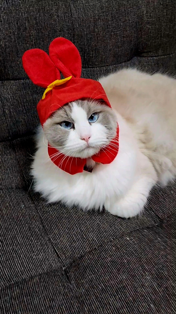 安全Shopping 10 1限定全品P2倍 400円オフクーポン 犬 猫共用 ペットフード 保温機 ジェックス GEX ラクック 食べごろほっと  ストッカー ミニ  温め 39℃ ホット レトルトパック パウチ 缶 缶詰 ウォーマー newschoolhistories.org