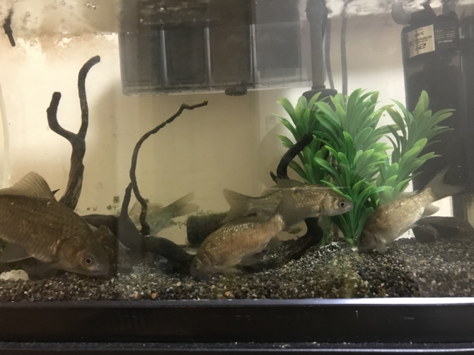 フナ達のエサやりの様子（川魚 フナ）アクアリウム自慢 | 金魚