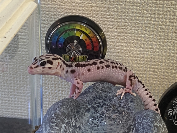 お迎え直後のドヤ顔